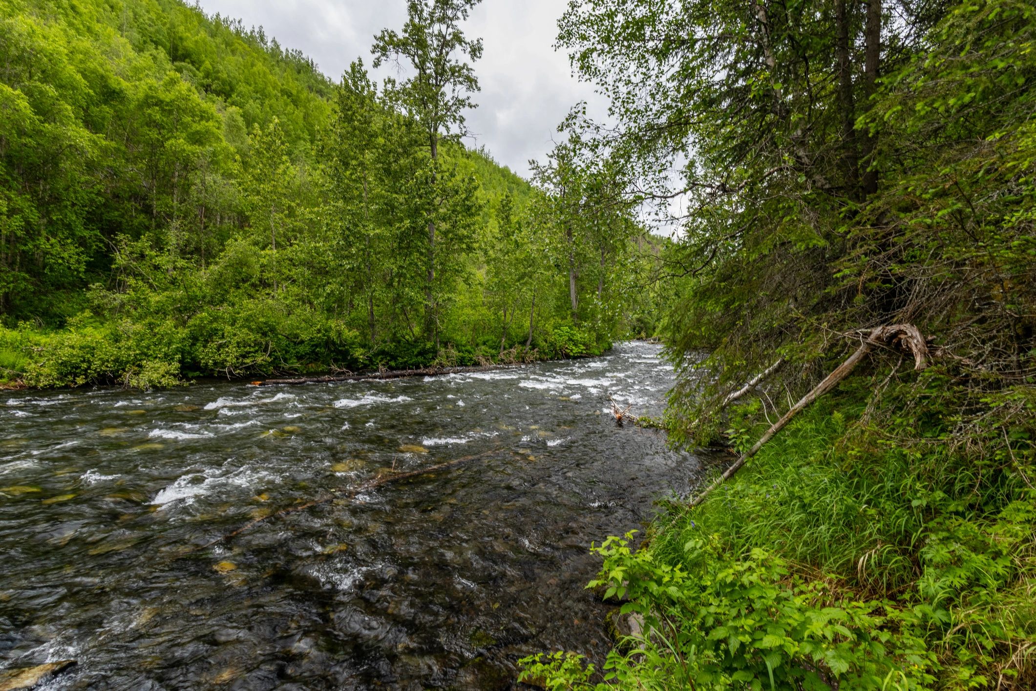 Clear river flowing through a spruce forest